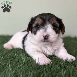 Carson, Biewer Terrier Puppy